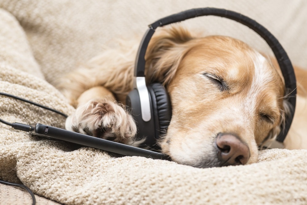 La Musica en las Mascotas