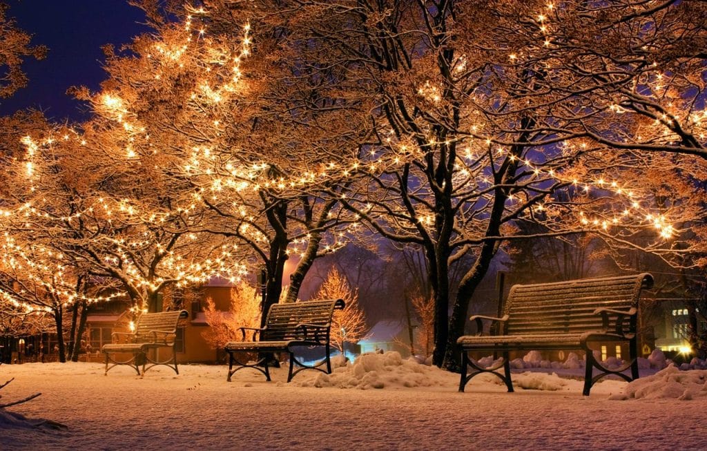 christmas, lights, nature