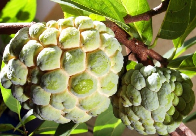 La Chirimoya en Festivales Gastronómicos y Musicales de España